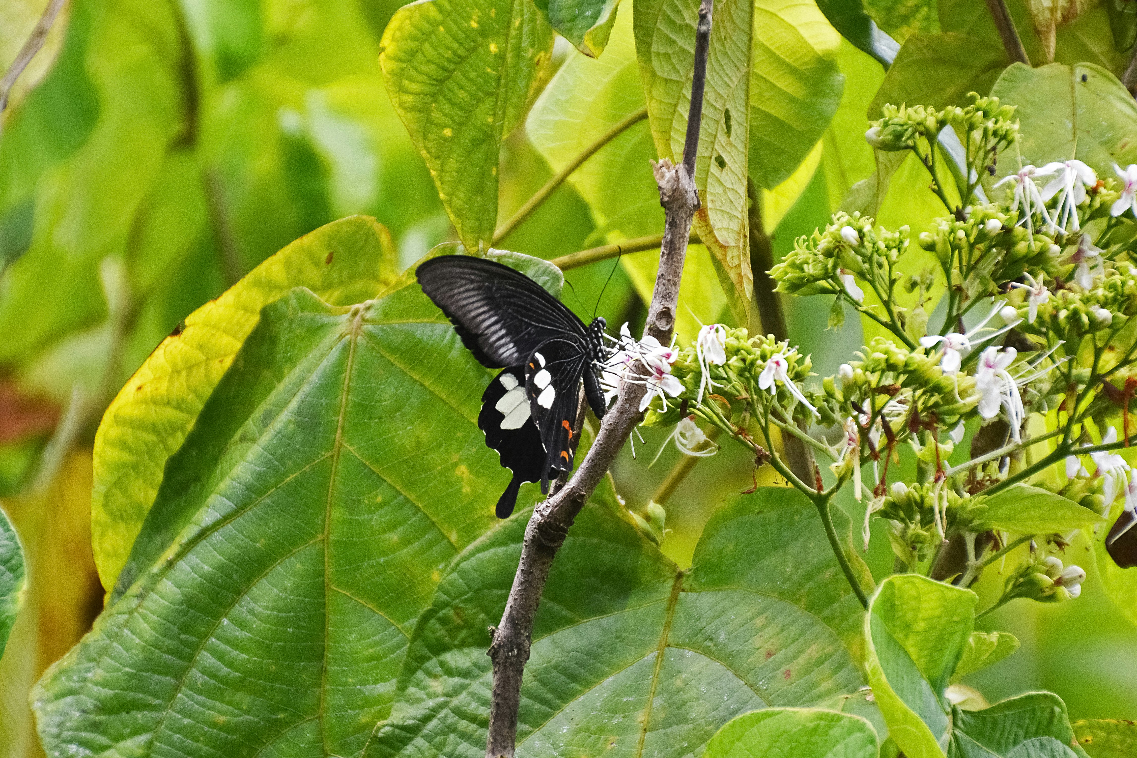 black and white butterfly perched on green leaf during daytime